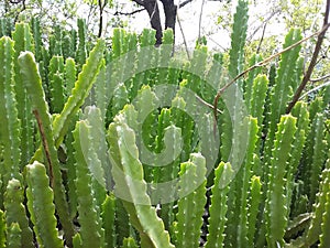 Greenish thorns plants