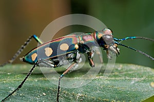 A greenish tiger beetle