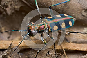 A greenish tiger beetle