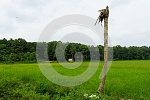 Greenish view of Kerala photo