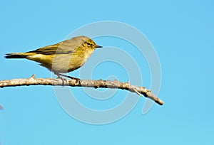 Chiffchaff