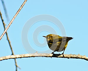 Greenish Warbler