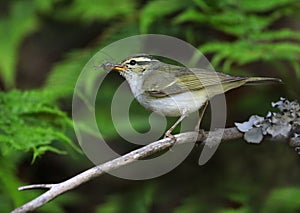 Greenish warbler