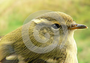 Greenish warbler photo