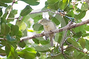 Greenish Warbler on green tree