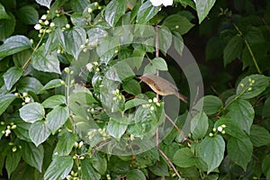 Greenish warbler