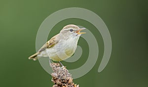 The greenish warbler - Phylloscopus trochiloides - male bird