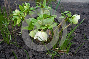 Greenish white cup-shaped pendent flowers of hellebores in April photo