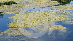 Greenish-yellow algae in a body of water