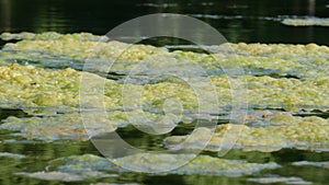 Greenish-yellow algaet in a body of water