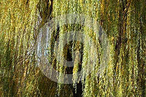 Greenish yellow autumnal foliage of weeping willow