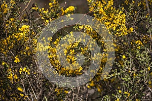 Greenish yellow floral natural background of ulex europaeus known as gorse bush with small bright yellow flowers