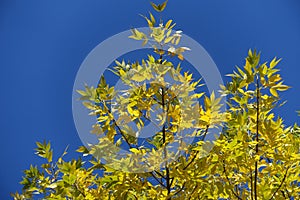 Greenish yellow leaves on branches of ashtree against blue sky in October photo