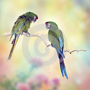 Greenl Macaw Parrots Perching On A Branch