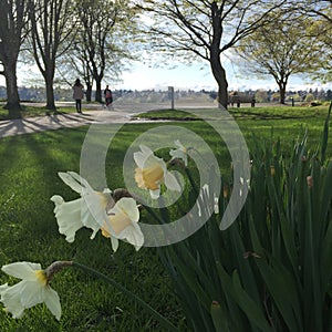 Greenlake Seattle Spring