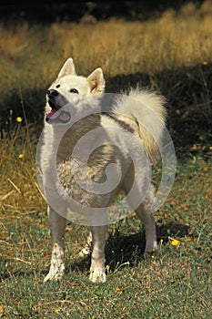 Greenland Dog standing on Grass