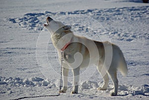 Greenland dog standing in snow houling