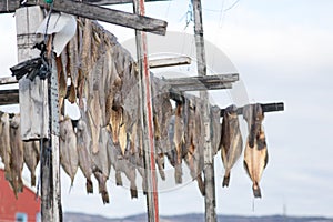 Greenland halibut drying on a wooden rack