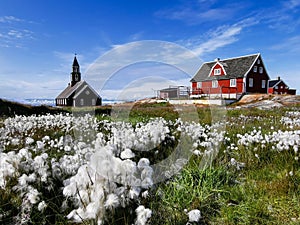 Greenland Ilulissat Zion`s Church and flowers photo