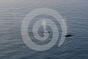 Greenland Ilulissat glacier whale keporkak