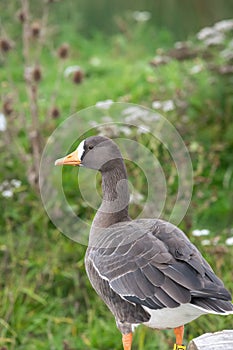 Greenland white fronted goose anser albifrons flavirostris