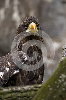 Greenland White-tailed Eagle