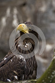 Greenland White-tailed Eagle