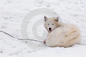 Greenlandic arctic sledding dog sleeping on the chain in snow, S