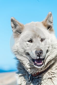 A greenlandic dog in aggressive posture, Sisimiut, Greenland photo