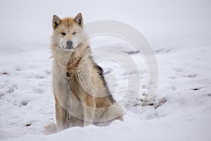 Greenlandic furry husky photo