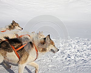 Greenlandic sled dogs photo