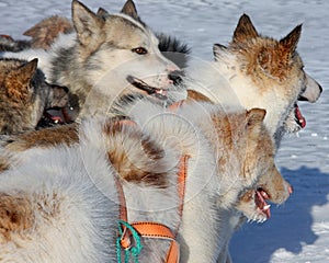 Greenlandic Sled Dogs