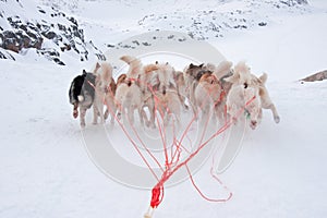 Greenlandic Sled Dogs running