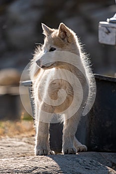 Greenlandic sleddog puppy