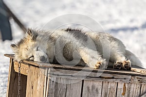 Greenlandic sleeping husky photo