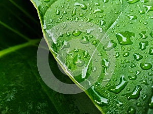 Greenleaf and dew
