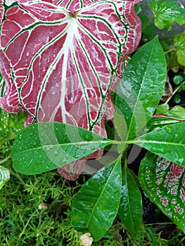 Greenleaf in the Garden