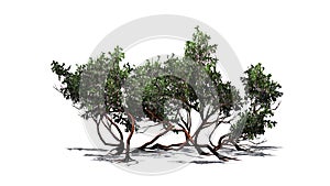 Greenleaf Manzanita shrub