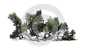 Greenleaf Manzanita shrub