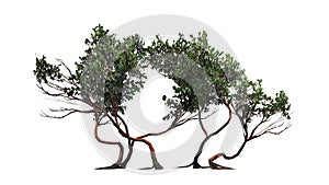 Greenleaf Manzanita shrub