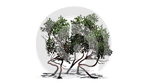 Greenleaf Manzanita shrub