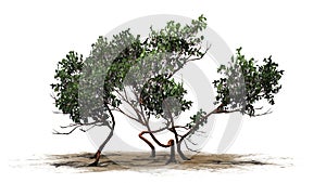 Greenleaf Manzanita shrub