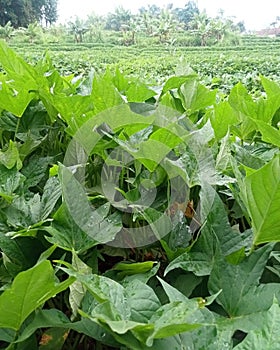 Greenleaf sunny Cassava leaves