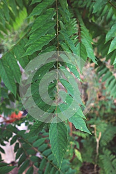 greenleaves nature pattern tree background