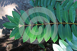 Greenleaves pattern sun shadow tree