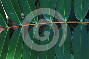 Greenleaves pattern sun shadow tree