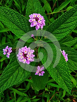 Greenleaves with purple flowers in bloom