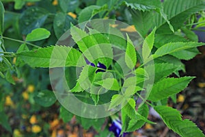 greenleaves tree background nature pattern