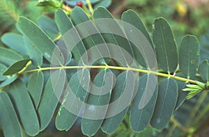 Greenleaves tree nature background pattern