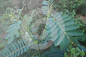 Greenleaves tree nature background pattern